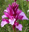 Pink Butterfly Orchid - Orchis papilionacea © Teresa Farino